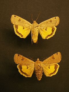 <i>Noctua orbona</i> Species of moth