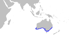 Orectolobus maculatus distmap.png