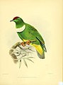 Ornithological miscellany (5981540659).jpg