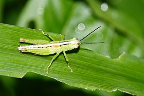 Orthoptera.jpg