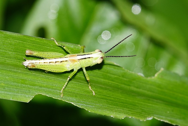 File:Orthoptera.jpg