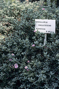 Oscularia caulescens WPC.jpg