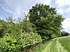 Ostfildern FND Field trees in the Gewann Zeiler.jpg