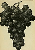 Thumbnail for File:Our native grape. Grapes and their culture. Also descriptive list of old and new varieties (1893) (14595456259).jpg