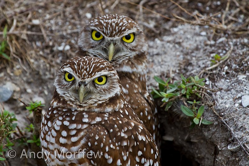 File:Owl Mates! (6793132063).jpg