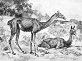Life restoration of a pair of the Oligocene-Miocene camel Oxydactylus. Robert Bruce Horsfall (1913). Oxydactylus longipes.jpg