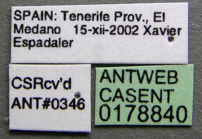 File:Oxyopomyrmex insularis casent0178840 label 1.jpg