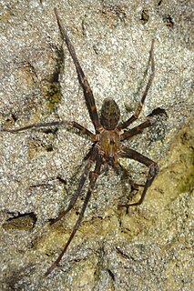 <i>Spelungula</i> Genus of spiders