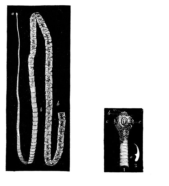 File:PSM V08 D704 Solitary worm.jpg