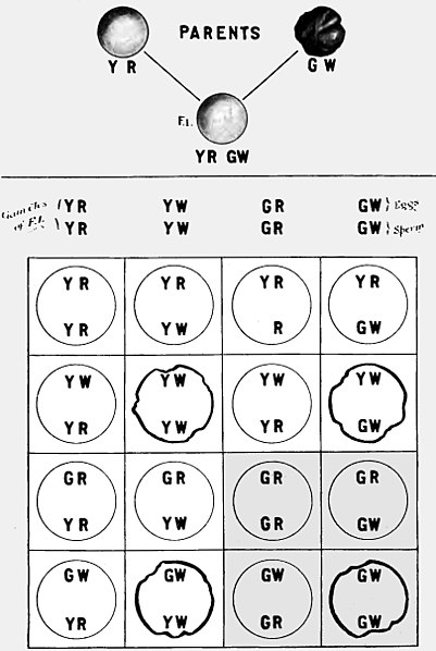 File:PSM V84 D011 The mechanism of heredity fig2.jpg