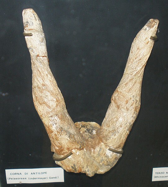 Palaeoreas lindermayeri fossil
