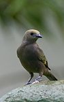 Palm Tanager, Thraupis palmarum,.jpg