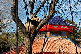 Panda pagode zoo Madrid.jpg