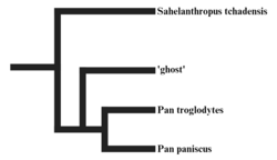 Panina phylogeny.png