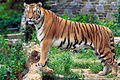Image 66Bengal Tiger, the national animal of Bangladesh, is a subspecies of tiger primarily found in Indian subcontinent. In the Sunderbans, a 2004 census found the presence of about 280 Tigers on the India side & 500 tigers on the Bangladesh side. Photo Credit: Hollingsworth, John and Karen, retouched by Zwoenitzer