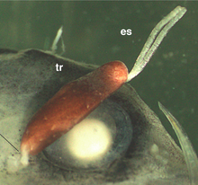 Parasite on the Pacific viperfish Parasite170136-fig1 Protosarcotretes nishikawai PART.png
