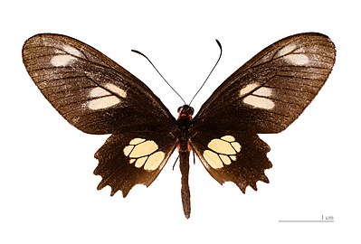 Museum specimen ♀ dorsal side