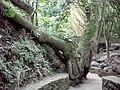 Parque Los Chorros - Río Tocome