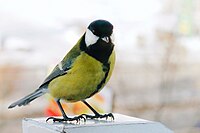 Parus major -Siberia, Russia-8.jpg