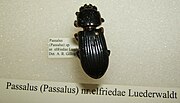 Miniatura para Passalus elfriedae