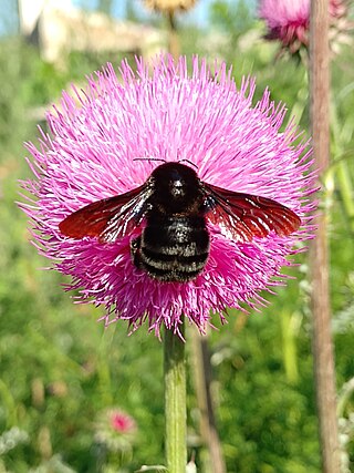 <i>Bombus pauloensis</i> Species of bee