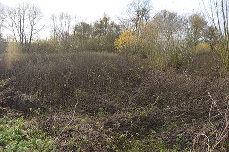 Pavenham Osier Beds 2