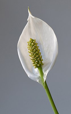 Close-up photograph of a Spathiphyllum wallisii inflorescence