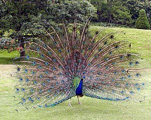 Bird Pavo