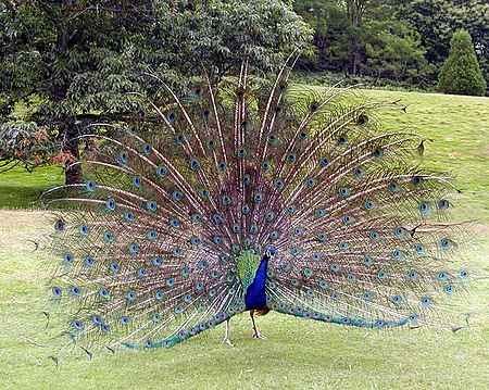 Pavo (genus)