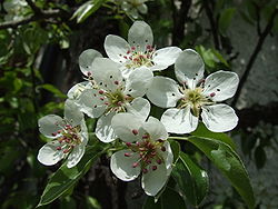 Pear blossoms.jpg