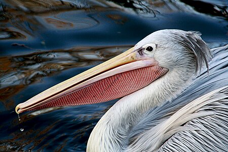 Pelican (Pelecanus rufescens)