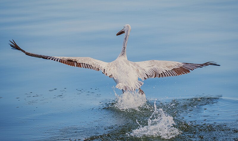 File:Pelican in Croatia.jpg