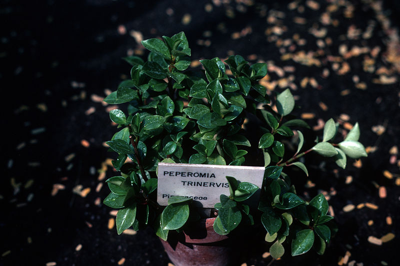 File:Peperomia trinervisa WPC.jpg