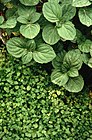 Peppermint and Corsican mint plant.jpg