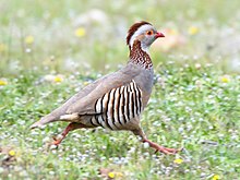 En fugl, der løber i græsset.  Grå fjerdragt, rød næb, brun kvast, stribet vinge, lyserøde ben, orange kantet øje.
