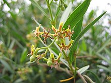 Periploca laevigata-Flowers.jpg