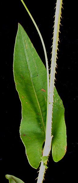 File:Persicaria sagittata 15-p.bot-polygo.sagi-06.jpg