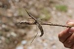 Peruvian Stick Bug.jpg