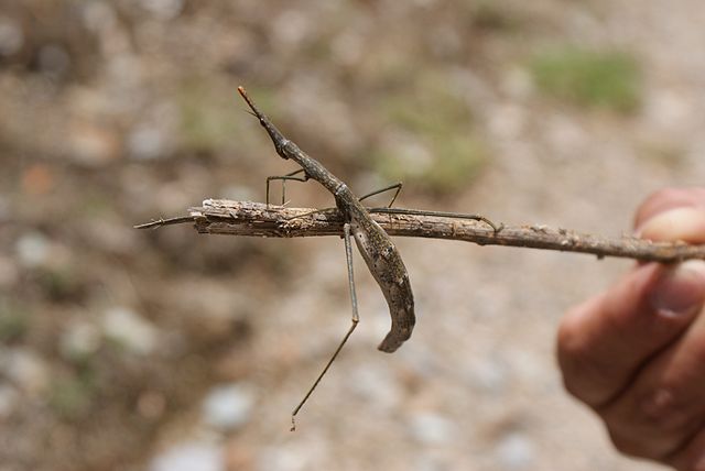 Proscopiidae gen. sp. from the Andes of Peru