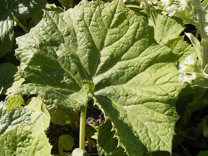 File:Petasites albus leaf.jpg