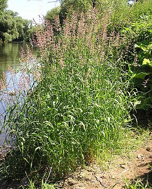 Reed grass (Phalaris arundinacea)