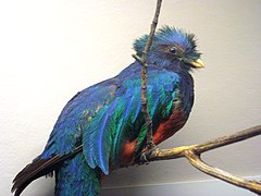 Pharomachrus mocinno (resplendent quetzal) 1.jpg