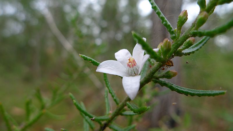 File:Philotheca scabra ssp. scabra (7157848758).jpg