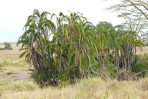 Senegalese date palms in the Serengeti