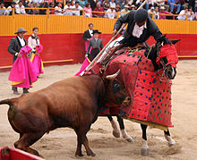 Un picador à cheval à droite de la photo plantant une pique sur un taureau à gauche vu de profil