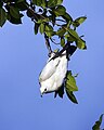 Pied Imperial Pigeon, Ducula bicolor bicolor - Flickr - Lip Kee (2).jpg