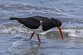 * Nomination Pied oystercatcher (Haematopus longirostris) --Charlesjsharp 08:55, 15 February 2024 (UTC) * Promotion  Support Good quality. --Ermell 19:25, 15 February 2024 (UTC)