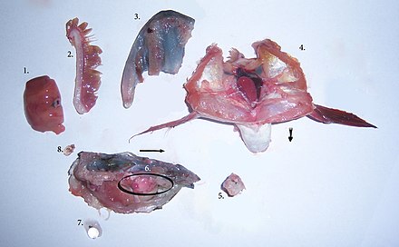Parts of a pike's head. 1: liver, 2: gill arch, 3: palate with sharp teeth, 4: in the middle a heart, 5: fragment of spinal cord, 6: brain, 7: spherical lens, 8: scale