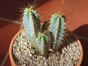 Beschreibung des Bildes Pilosocereus azureus.JPG.