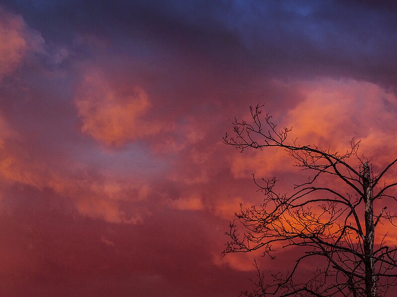 File:Pink sky and tree.jpg